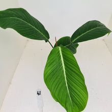 Load image into Gallery viewer, #47 Philodendron Geniculatum