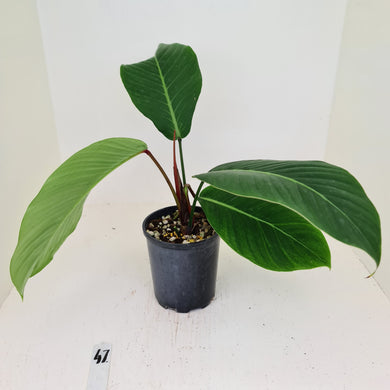 #47 Philodendron Geniculatum
