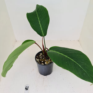 #47 Philodendron Geniculatum