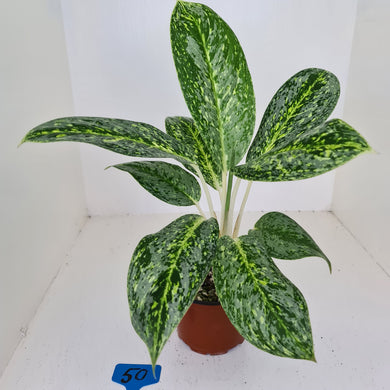 #50 Aglaonema 'Milky Way'