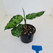 Load image into Gallery viewer, #51 Aglaonema Pictum Tricolor
