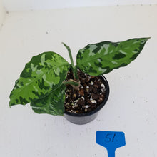 Load image into Gallery viewer, #51 Aglaonema Pictum Tricolor