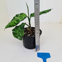 Load image into Gallery viewer, #51 Aglaonema Pictum Tricolor