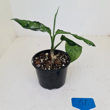 Load image into Gallery viewer, #51 Aglaonema Pictum Tricolor