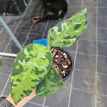 Load image into Gallery viewer, #51 Aglaonema Pictum Tricolor