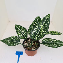 Load image into Gallery viewer, #53 Aglaonema &#39;Galaxy&#39; / &#39;Morodoklok&#39;