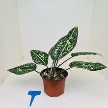 Load image into Gallery viewer, #53 Aglaonema &#39;Galaxy&#39; / &#39;Morodoklok&#39;