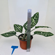 Load image into Gallery viewer, #53 Aglaonema &#39;Galaxy&#39; / &#39;Morodoklok&#39;