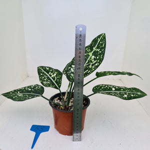 #53 Aglaonema 'Galaxy' / 'Morodoklok'