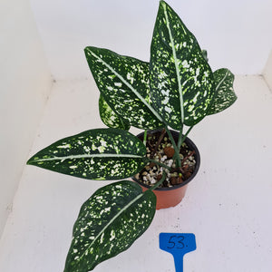 #53 Aglaonema 'Galaxy' / 'Morodoklok'