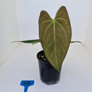 #54 Anthurium 'Black Sensation' x