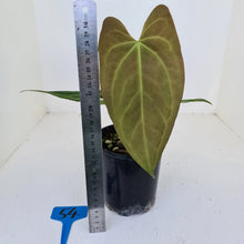 Load image into Gallery viewer, #54 Anthurium &#39;Black Sensation&#39; x