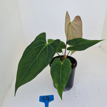 Load image into Gallery viewer, #54 Anthurium &#39;Black Sensation&#39; x