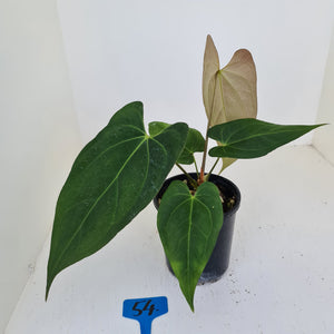 #54 Anthurium 'Black Sensation' x