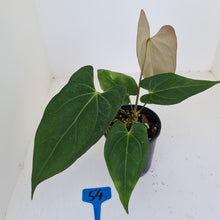 Load image into Gallery viewer, #54 Anthurium &#39;Black Sensation&#39; x