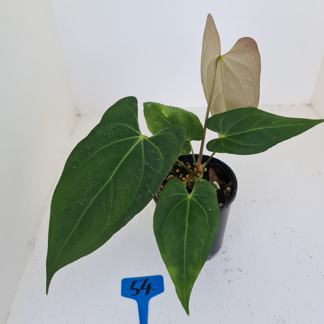 #54 Anthurium 'Black Sensation' x