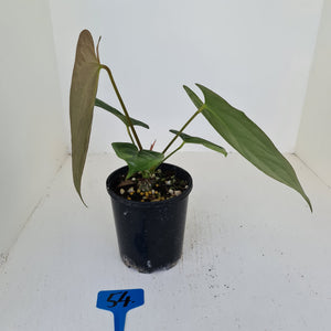 #54 Anthurium 'Black Sensation' x