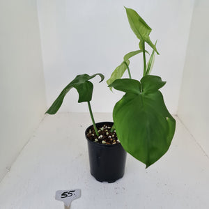 #55 Philodendron Camposportoanum