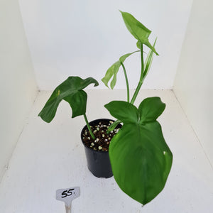 #55 Philodendron Camposportoanum