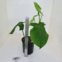 Load image into Gallery viewer, #55 Philodendron Camposportoanum