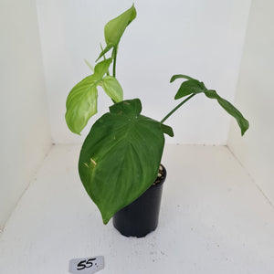#55 Philodendron Camposportoanum