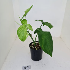 #55 Philodendron Camposportoanum