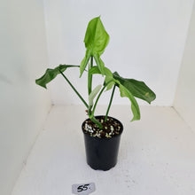 Load image into Gallery viewer, #55 Philodendron Camposportoanum