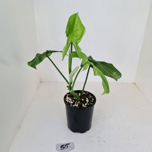 #55 Philodendron Camposportoanum