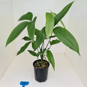 #56 Anthurium Digitatum