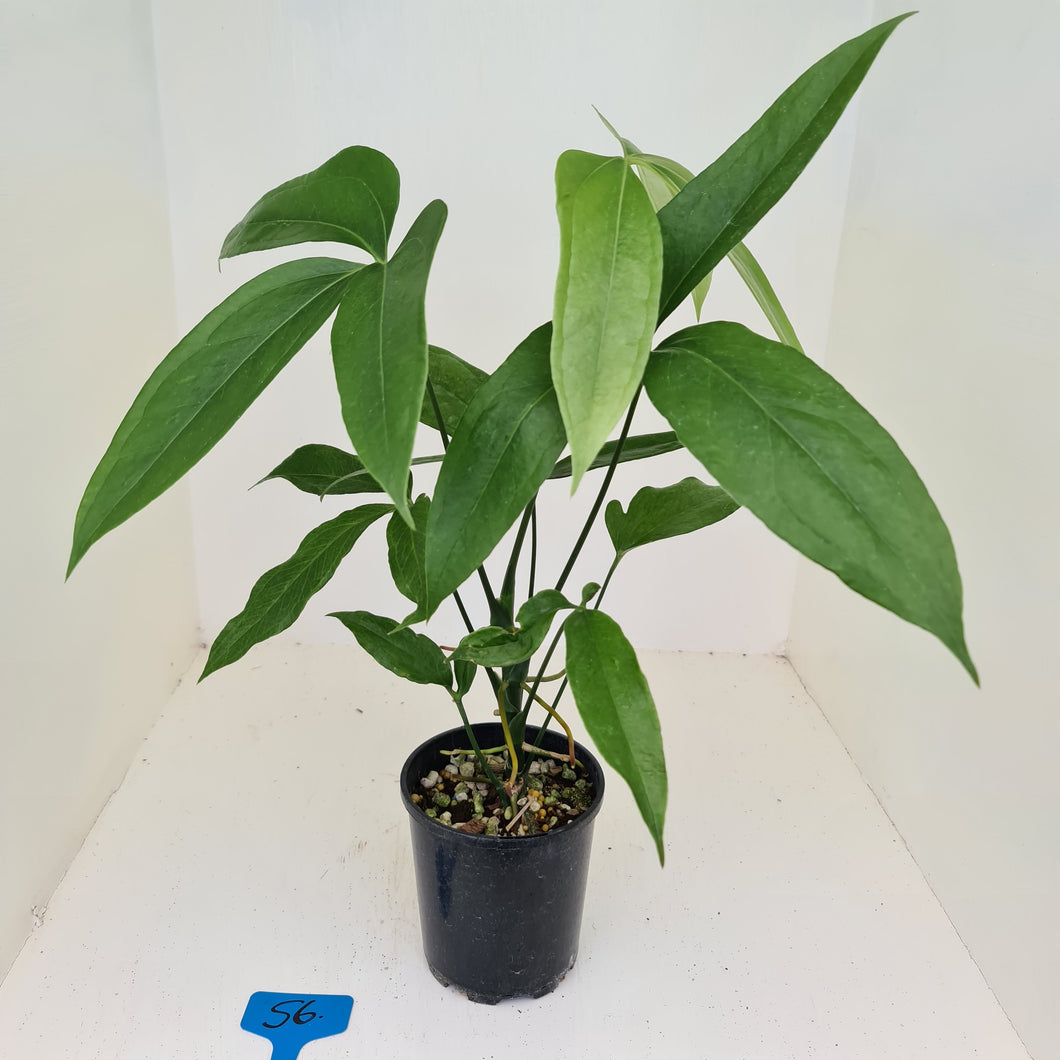 #56 Anthurium Digitatum