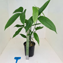 Load image into Gallery viewer, #56 Anthurium Digitatum