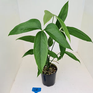 #56 Anthurium Digitatum