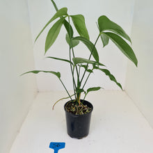 Load image into Gallery viewer, #56 Anthurium Digitatum