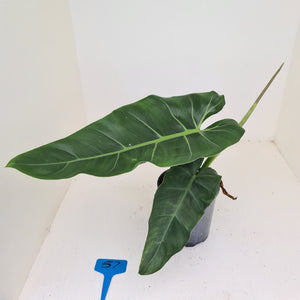 #57 Philodendron Maximum