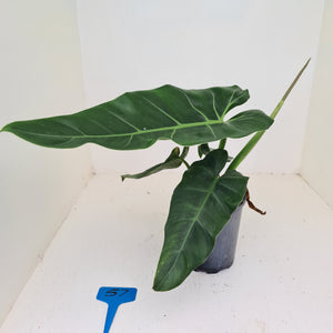 #57 Philodendron Maximum