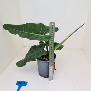 #57 Philodendron Maximum