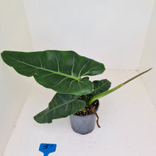 Load image into Gallery viewer, #57 Philodendron Maximum