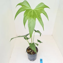 Load image into Gallery viewer, #59 Anthurium Macrolobium x
