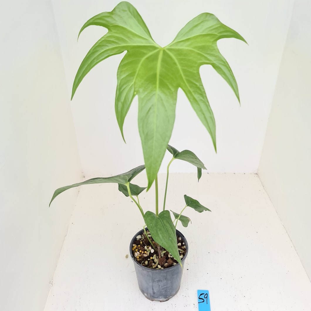 #59 Anthurium Macrolobium x