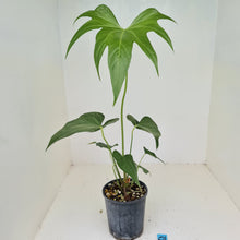 Load image into Gallery viewer, #59 Anthurium Macrolobium x
