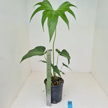 Load image into Gallery viewer, #59 Anthurium Macrolobium x
