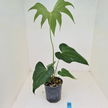 Load image into Gallery viewer, #59 Anthurium Macrolobium x