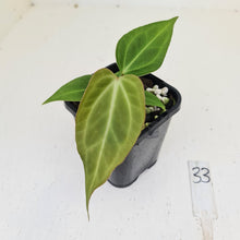 Load image into Gallery viewer, #33 Anthurium Magnificum Hybrid x - Seedling