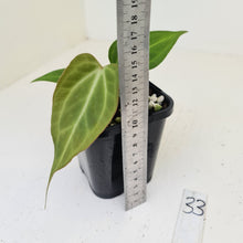 Load image into Gallery viewer, #33 Anthurium Magnificum Hybrid x - Seedling