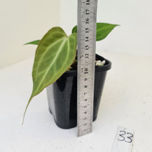 Load image into Gallery viewer, #33 Anthurium Magnificum Hybrid x - Seedling