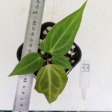 Load image into Gallery viewer, #33 Anthurium Magnificum Hybrid x - Seedling