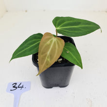Load image into Gallery viewer, #34 Anthurium Magnificum Hybrid x - Seedling