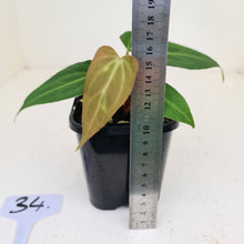 Load image into Gallery viewer, #34 Anthurium Magnificum Hybrid x - Seedling