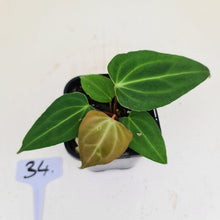 Load image into Gallery viewer, #34 Anthurium Magnificum Hybrid x - Seedling