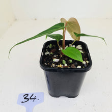 Load image into Gallery viewer, #34 Anthurium Magnificum Hybrid x - Seedling